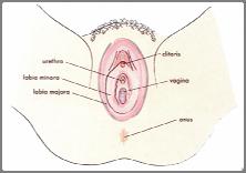 This is where menstrual flow leaves the body, the penis enters during vaginal sex, and babies exit.