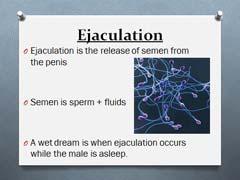Sperm are the male reproductive cells. (If someone guesses semen state that they are close and that we ll talk about the difference in a minute). Ask: Where are sperm produced?