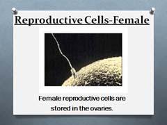 Eggs are stored in the ovaries. As a female grows and matures, the eggs start to mature. Starting in puberty, the ovaries will release one egg each month. This is called ovulation.