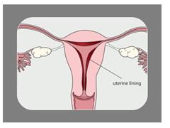 We just talked about the menstrual cycle. Other than menstrual fluid, it is also normal for females to have vaginal discharge. The vagina is a self-cleaning organ.