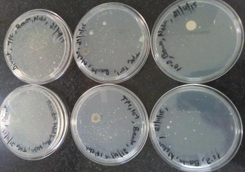 Results In total plate count method, among five samples four samples (pepsi, gatorade, limca and sprite) shows no growth in plate count agar whereas local drink has numerous colonies.