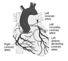 Coronary Circulation vs Other Circulation Most tissues can increase O2 extraction with demand Heart extracts