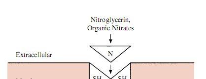 The Nitrates: Proposed mechanism by which nitroglycerin and the organic nitrates produce relaxation in vascular smooth muscle.