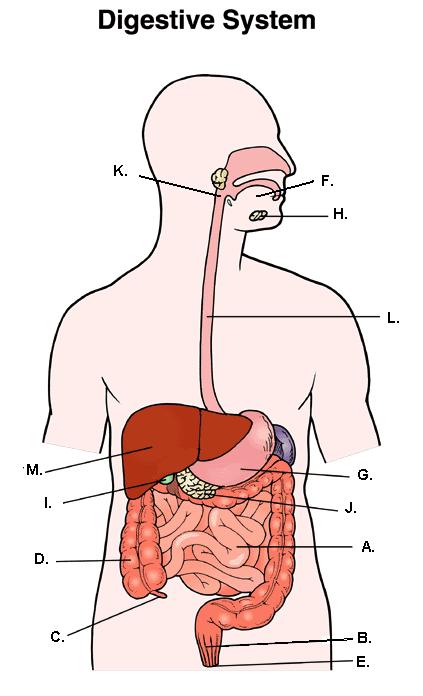 Name: Date: Class: Nutrition, Digestive System & Enzyme Review Packet Identify the major parts of the human digestive system on a diagram.