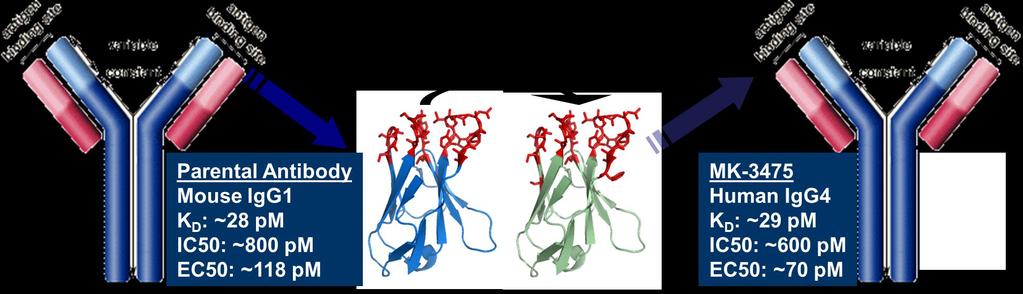 Overview of Pembrolizumab, an Investigational Anti-PD-1 Antibody Pembrolizumab Humanized