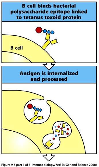 Protein antigens attached