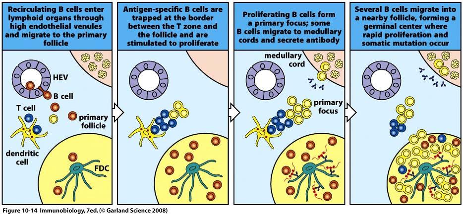 Antigen-binding B cells encounter helper T cells at the border