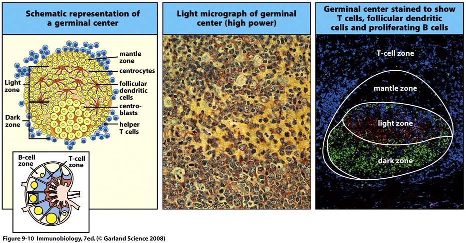 The germinal center is a specialized microenvironment for B cell