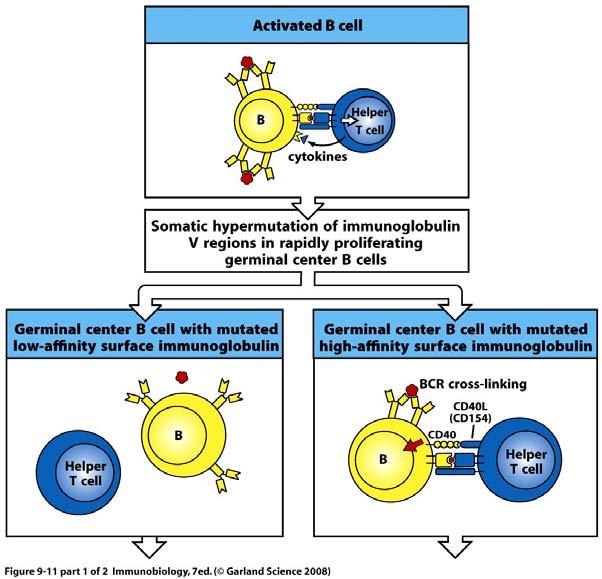 Activated B cells undergo rounds of mutation and selection