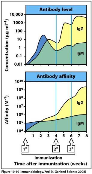 antibody increase