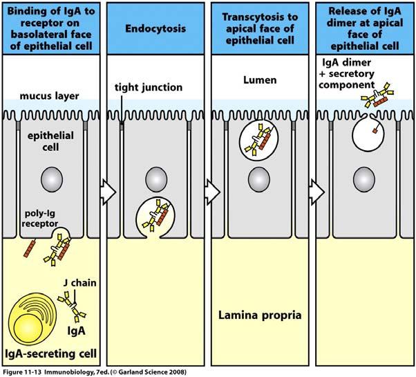 Transcytosis of IgA (and IgM) across