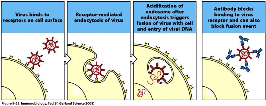 Virus-neutralizing high-affinity IgG and IgA