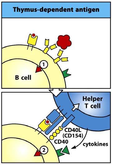during B cell