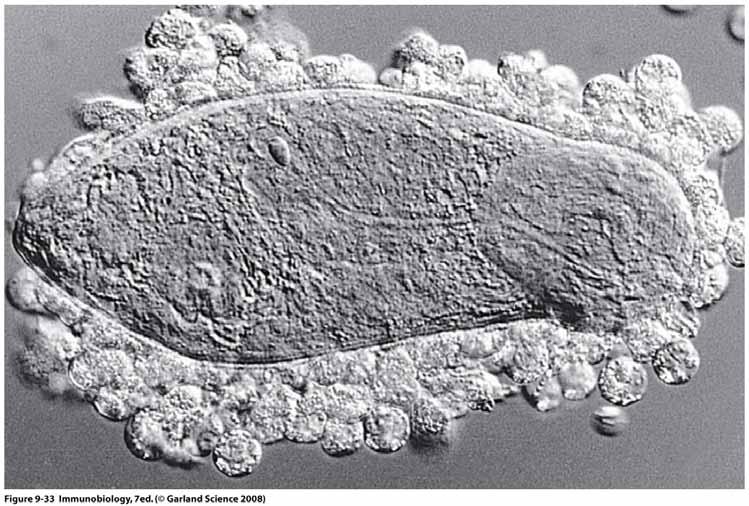 Eosinophils attacking a schistosome larva in