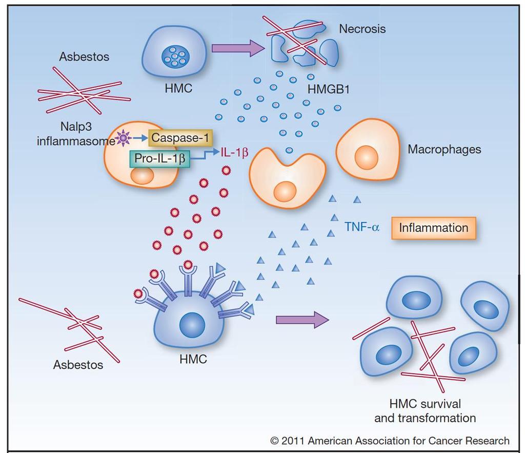 Mechanisms of Asbestos Carcinogenesis in Mesothelioma Asprin High-mobility group protein B1 master switch HMGB1 Initiation/ perpetuation of inflamm.
