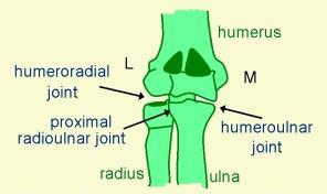 Articulations Consists of 3 separate joints