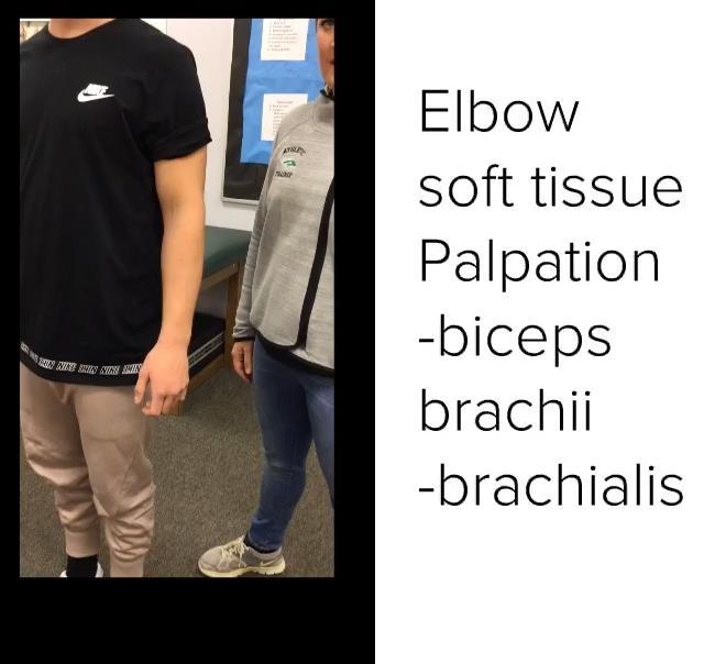 Soft tissue palpations Anterior Biceps brachii Brachialis Brachioradialis Pronater teres Posterior Triceps