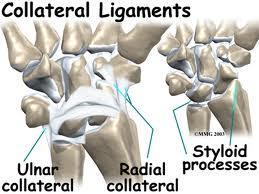 Ligaments Wrist Ulnar Collateral ligament Ulna to pisiform Radial collateral ligament Radius