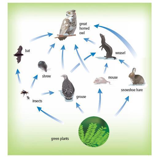 Food Webs Food webs: networks of interconnected food chains in an ecosystem Every organism (including you) is part of a food chain.