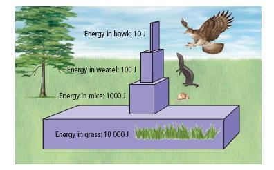 Energy Pyramids Because there is less energy available to organisms at each link in a food chain, the animals at the top of a food chain are