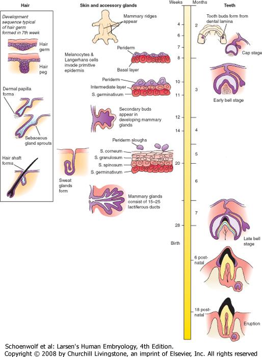 Lecture overview Skin Skin origins Development of the overlying epidermis Development of epidermal appendages: Hair follicles Glands Mammary glands Nails Teeth Development of Melanocytes Development