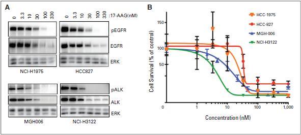17 AAG Activity in EGFR mutant and ALK +