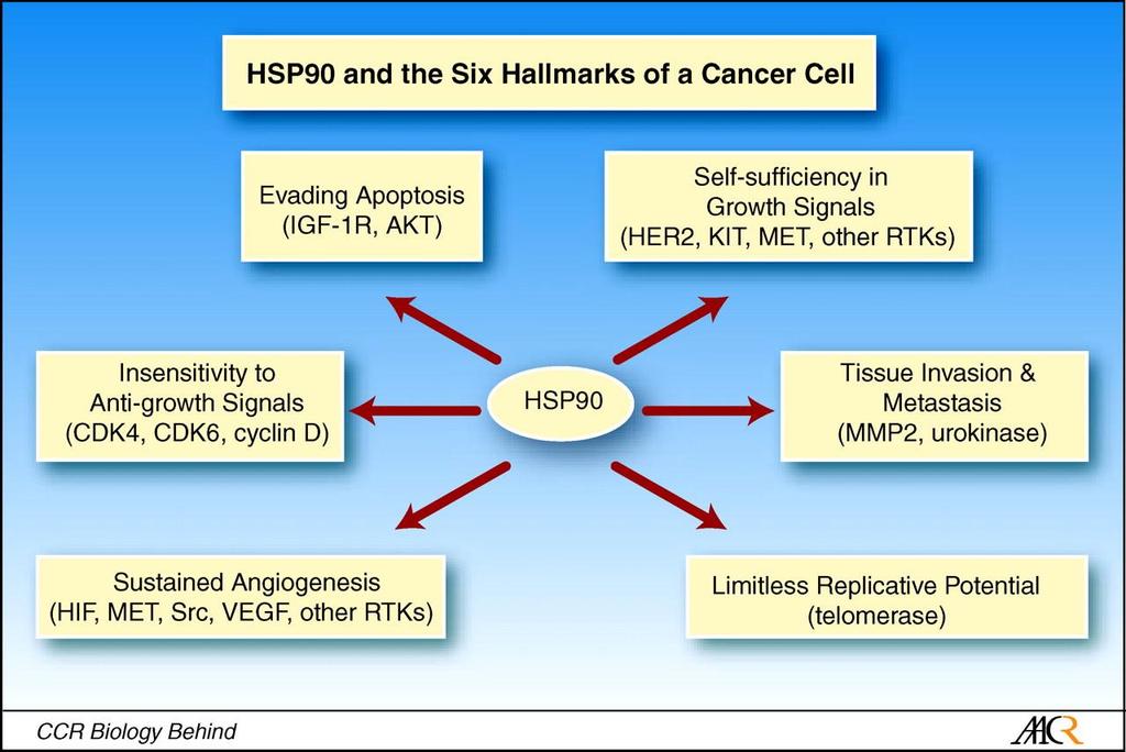 HSP 90 is a Valid Target for Cancer Therapy 5