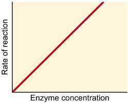 The rate of reaction is directly proportional to increasing enzyme concentration a series of 10 -minutes assays, will performed in which a different enzyme concentration is added each time the