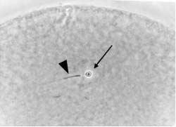 Naoki ISOBE et al Fig. 2 An oocyte penetrated by a spermatozoon. Arrow and arrow head denote sperm head and tail, respectively. Fig. 3 An oocyte penetrated by two spermatozoa.