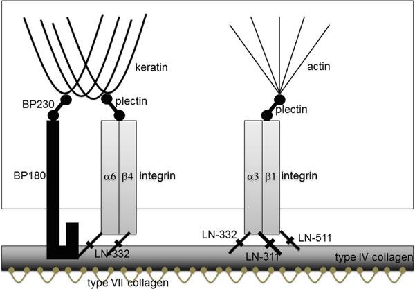 2 Diagnosis of Autoimmune Diseases 19 Fig. 2. Schematic diagram for the main molecules for keratinocyte extracellular matrix adhesion. LN laminin. 3.