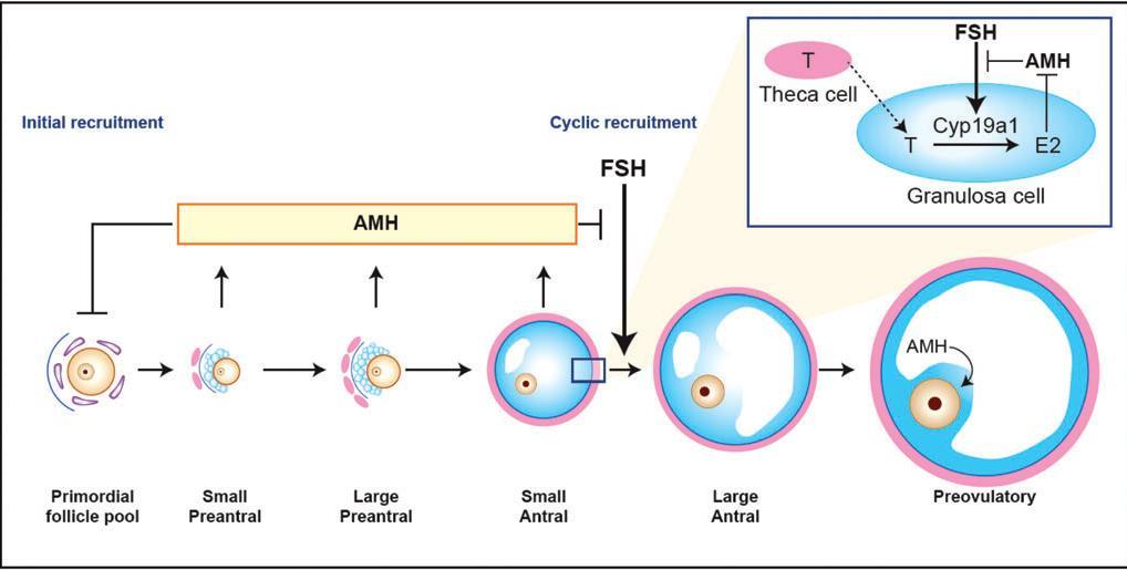 AMH inhibits initial
