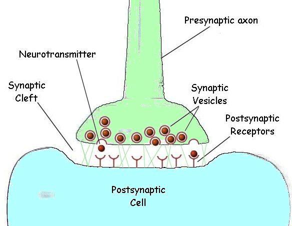 - The post-synaptic cell is stimulated by binding of neurotransmitter to the receptor.