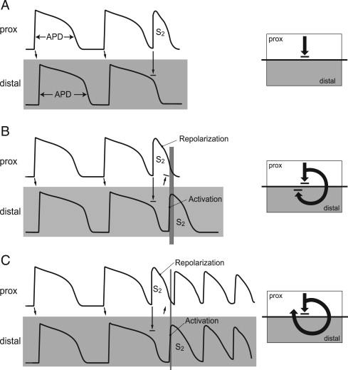 RVI Algorithm Methods Time interval between the arrival of the wave at the distal region