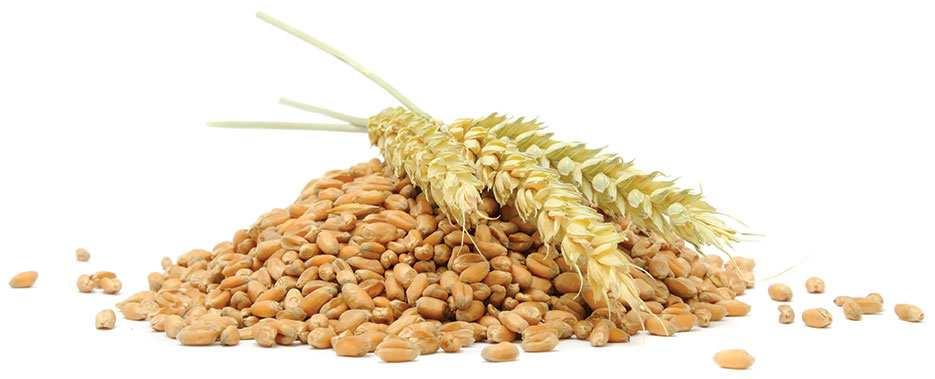 GLNC Overview GLNC promotes grains and legumes nutrition as part of a