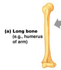 Classification of Bones Long bones Typically longer than wide Have a shaft
