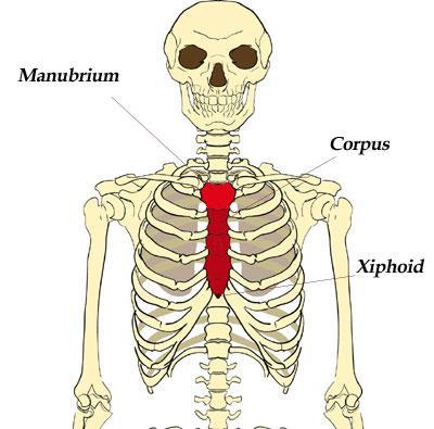 Classification of Bones Flat bones Thin