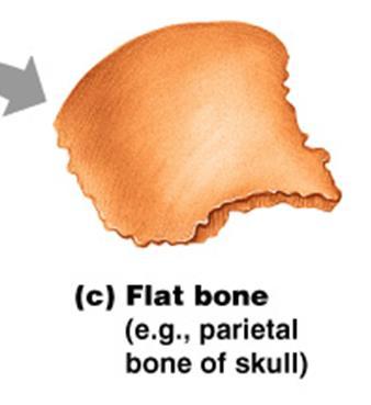 layers of compact bone around a layer