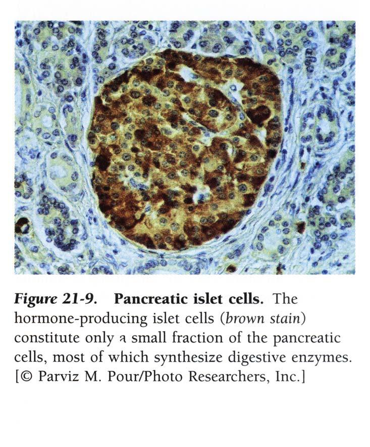 Insulin is secreted from islet cells in the pancreas. In insulin-dependent diabetes an autoimmune response selectively destroys these islet cells.