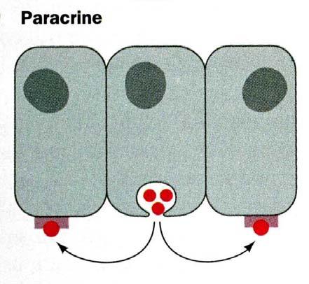 Paracrine (from the Greek para - beside) hormones (also known as local mediators) act only on cells close to the cell that released them.