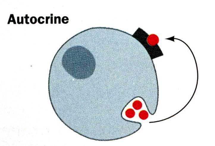 Autocrine hormones act on the same cell that released them.