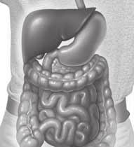 STOMACH The stomach is a muscular, saclike organ. The stomach uses its muscles to continue mechanical digestion. It squeezes and mashes food into smaller and smaller pieces.