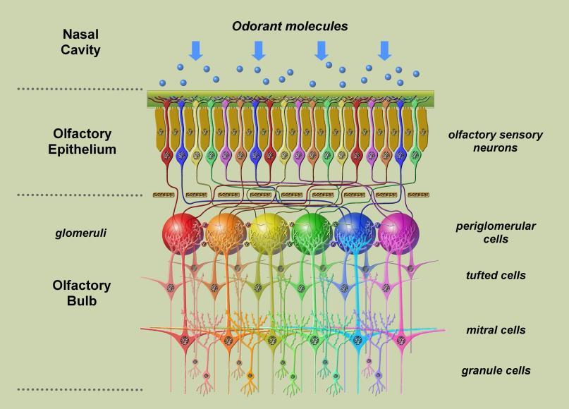 Olfaction Sensation: Molecules o Odorants dissolve in the mucus o Bind to olfactory cells (cilia).