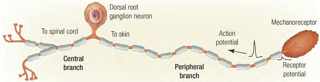 From Skin to Spine When appropriately stimulated, mechanoreceptors produce action potentials