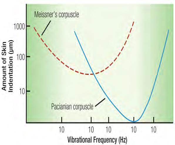 Displacement Thresholds Displacement thresholds vary with frequency of probe The overall