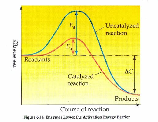 9) What affects the velocity rate of the initial part of an exergonic enzyme catalyzed reaction (2 pts) The velocity of the enzymatic rate increases with increasing substrate concentration.