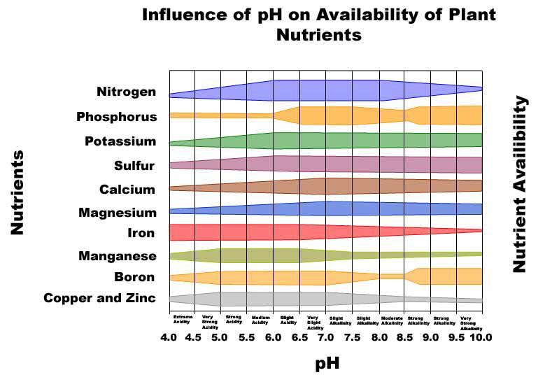 Effect of ph on
