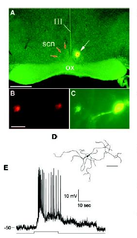 Intrinsically Photosensitive Ganglion Cells Electrophysiology Calcium Imaging