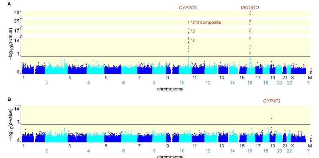 GWAS: VKORC1, CYP2C9, in CYP4F2 so glavni genetski dejavniki, ki vplivajo na višino odmerka varfarina Prilagoditev po VKORC1, CYP2C9 in starosti 1053 švedskih bolnikov