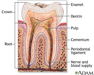 Figure 2- Shows the close up anatomy of a tooth. Including the Enamel, Dentin, Dental pulp, Cementum, Periodontal ligament, Nerve and blood supply the Root and the Crown. (www.nlm.nih.