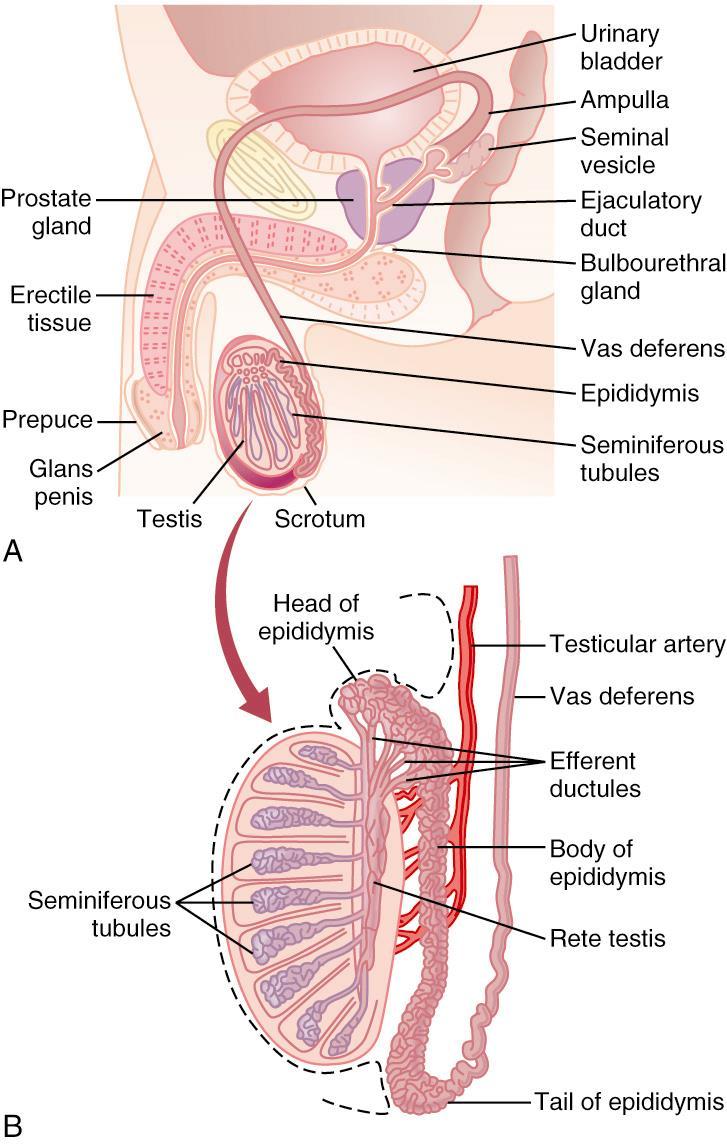 Male reprodctive system anatomy: briefly: composed of testis and external genetilia, the testis seminefrous tubules with space for spermatogenesis.